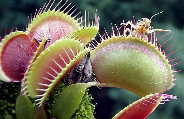 Plantas carnivoras