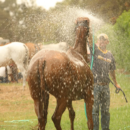 Aprende a bañar a un caballo