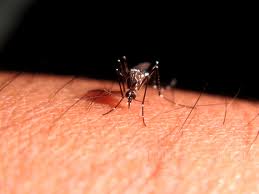 piquetes de mosquito
