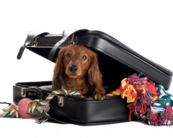 Consejos para viajar con tu mascota