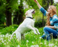 Como saber si estas capacitado para tener un perro de mascota Como saber si estas capacitado para tener un perro de mascota