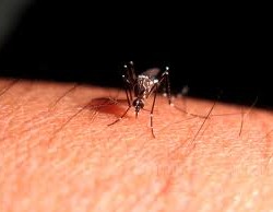 Aprender a quitar la comezón de los piquetes de mosquito Aprender a quitar la comezón de los piquetes de mosquito