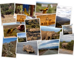 Como crear collages de fotos online