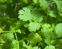 Aprender a preparar una mascarilla de cilantro