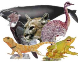 Como evitar la extinción de más especies animales Como evitar la extinción de más especies animales