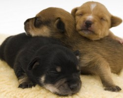 Cómo cuidar a un cachorro Cómo cuidar a un cachorro