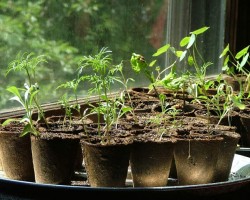 Aprender a cuidar de tus plantas