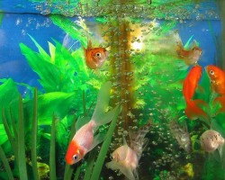 Cómo cuidar de tus peces correctamente Cómo cuidar de tus peces correctamente