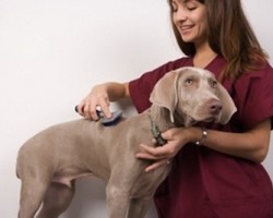Cómo reducir la caída excesiva de pelo en perros Cómo reducir la caída excesiva de pelo en perros