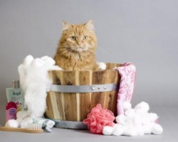 Cómo bañar a un gato Cómo bañar a un gato
