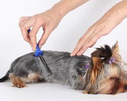 Cómo eliminar las pulgas de los perros Cómo eliminar las pulgas de los perros