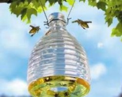 Cómo deshacerse de las abejas