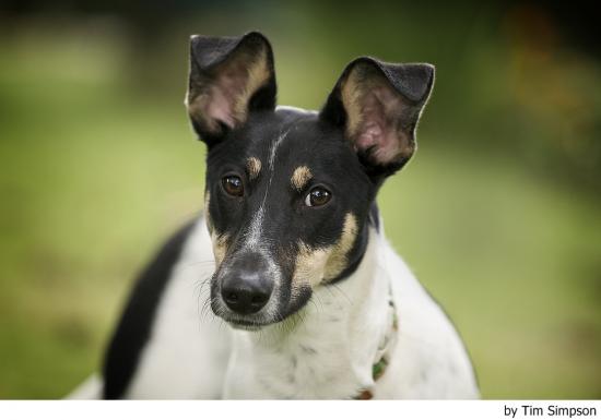 Cómo ejercitar a tu perro