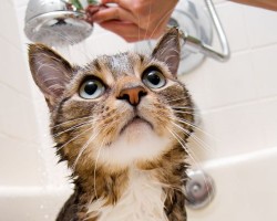 Cómo eliminar pulgas en los gatos