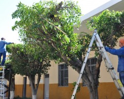 Cómo se podan los árboles