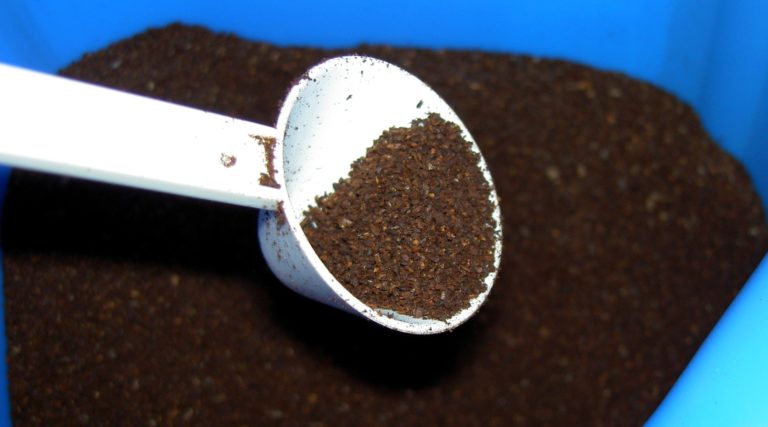Cómo eliminar las hormigas de las plantas