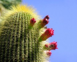 Cómo cuidar tus cactus Cómo cuidar tus cactus
