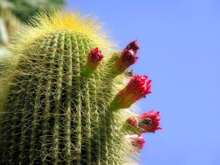 Cómo cuidar tus cactus