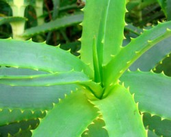 Cuidados del cabello con Aloe Vera Cuidados del cabello con Aloe Vera