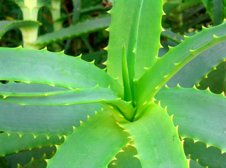 Cuidados del cabello con Aloe Vera