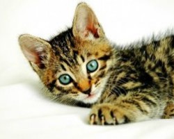 Aprender a cuidar un gato Aprender a cuidar un gato