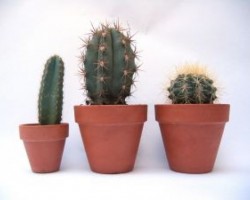 Aprender a cultivar un cactus Aprender a cultivar un cactus