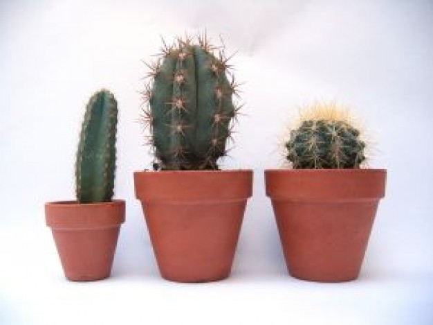 Aprender a cultivar un cactus