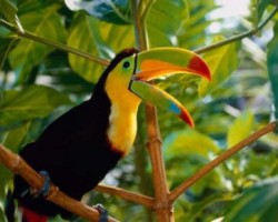 Identificar Aves Identificar Aves